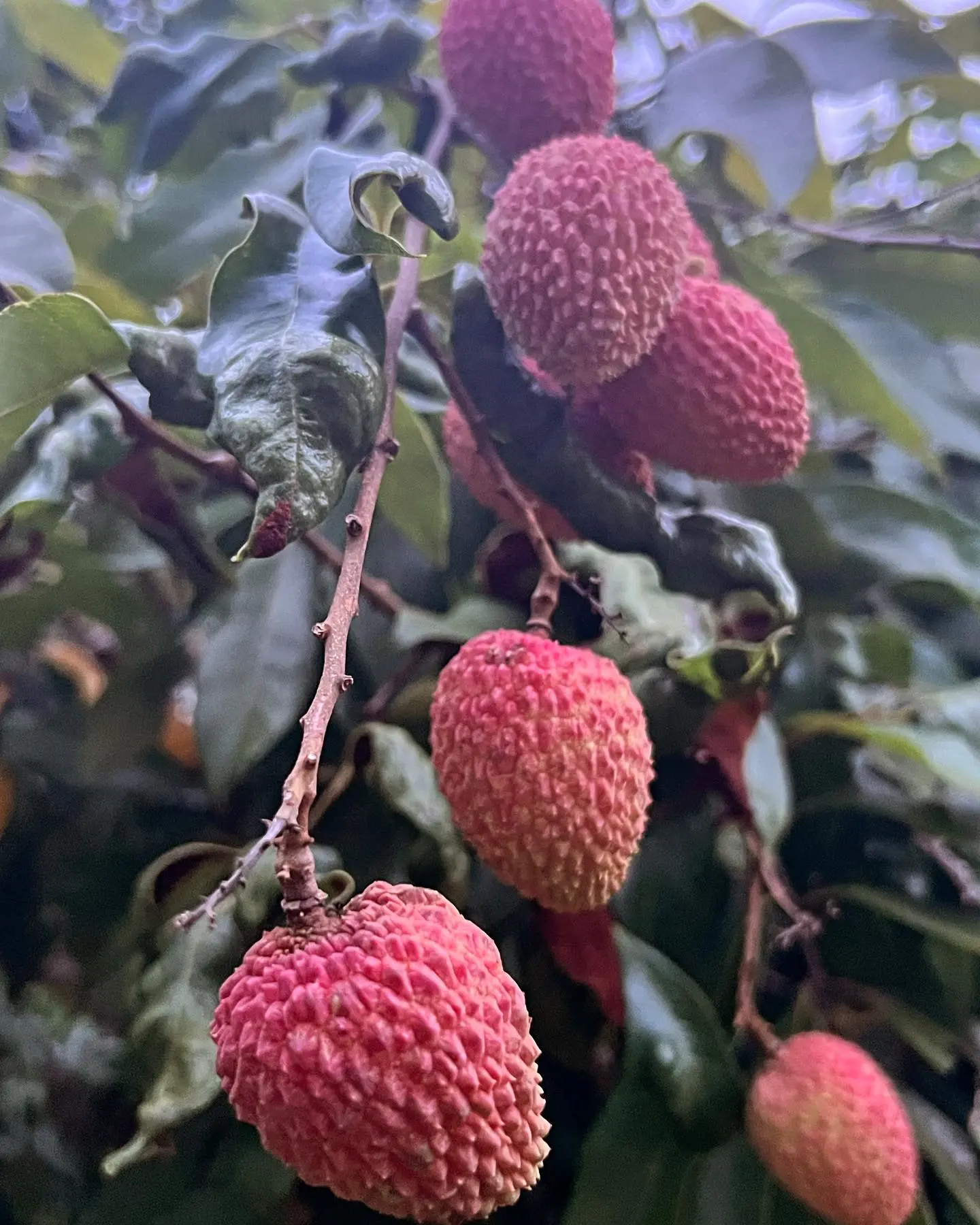 Colheita de café na Fazenda Neuchatel, tradição viva do Vale do Paraíba